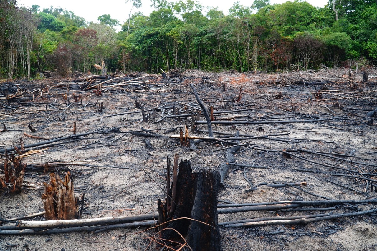 Los incendios y la tala ilegal de la madera destruyen la selva