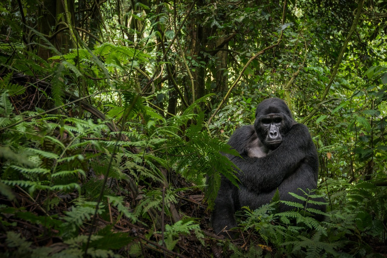 El bosque tropical: un ecosistema amenazado